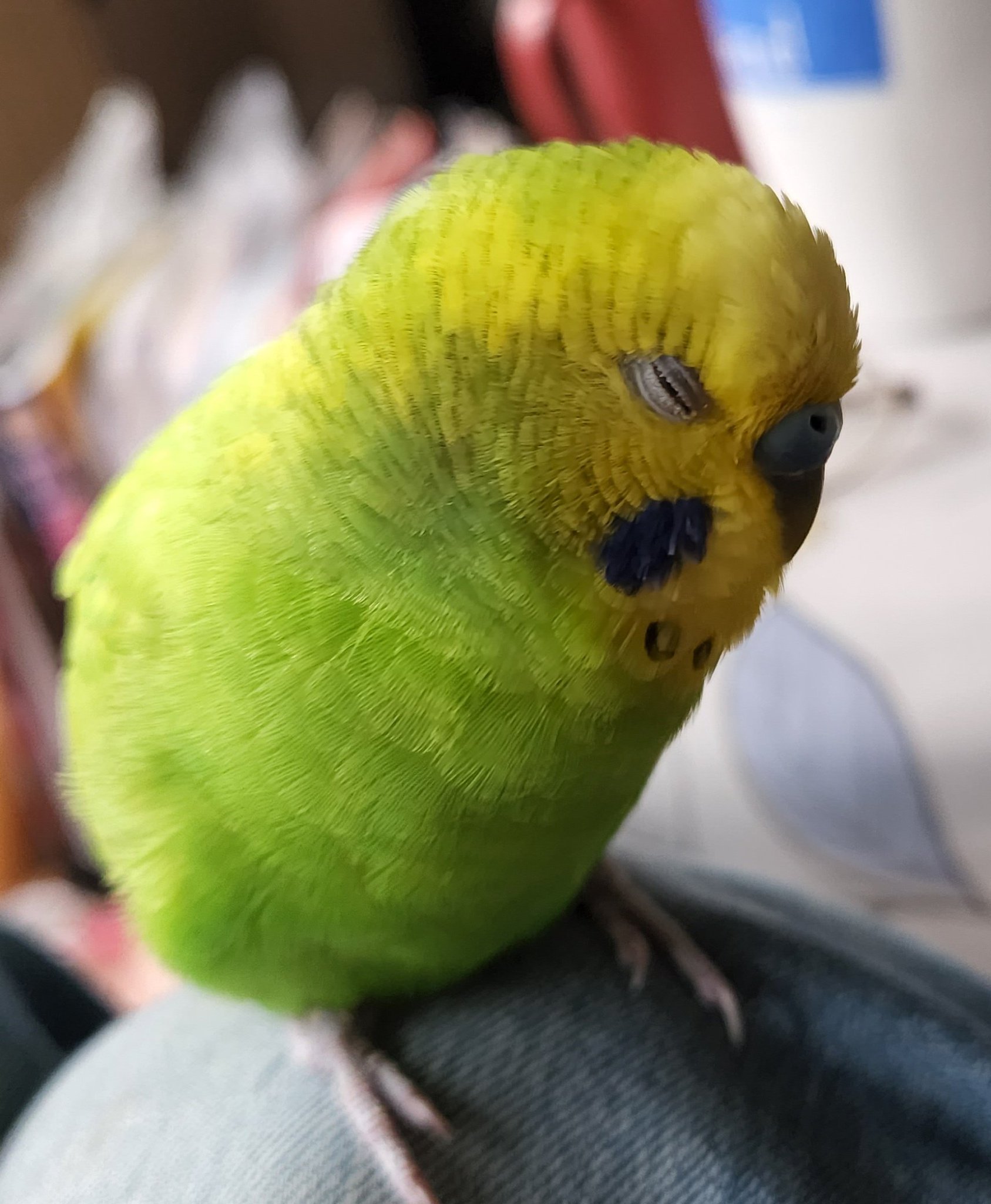 金運インコ sekisei az on X: 