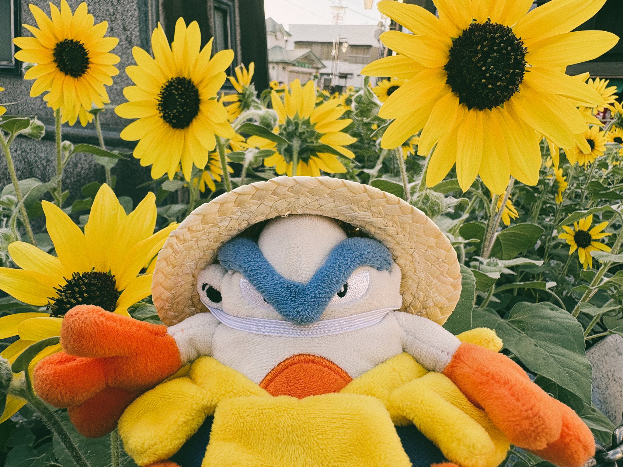 たみぽん _ 東6ヒ37a (@_xxoo72) / X