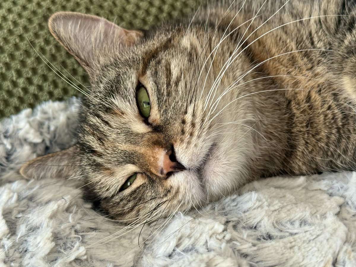 PickliciousF's tweet image. I’m spending my Picklversary with the Idiots 😾