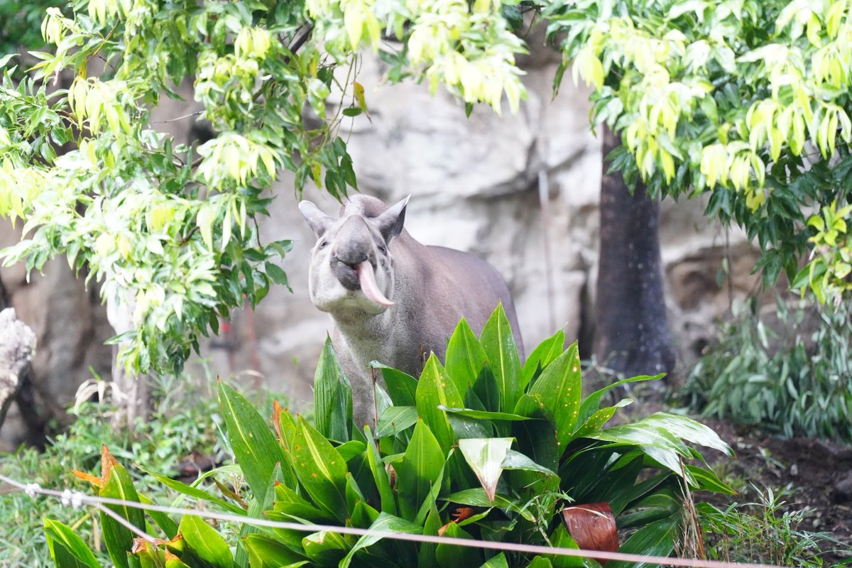 healgets's tweet photo. 上野動物園きました！
可愛い https://t.co/pIARMzsbC4