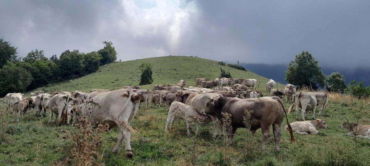 La Veu de Sant Joan (@laveudesantjoan) on Twitter photo 🐄🐎Josep Morera, de la ramaderia Tubau, amb només 24 anys en fa quatre treballa a l'empresa familiar. Actualment, té un ramat de vaques de raça bruna dels Pirineus de 300 caps de bestiar (sense comptar els vedells), però també té cavalls i poltres.
📻on.soundcloud.com/xuEwQjE56Y6BfV… 🐄🐎Josep Morera, de la ramaderia Tubau, amb només 24 anys en fa quatre treballa a l'empresa familiar. Actualment, té un ramat de vaques de raça bruna dels Pirineus de 300 caps de bestiar (sense comptar els vedells), però també té cavalls i poltres.
📻on.soundcloud.com/xuEwQjE56Y6BfV…