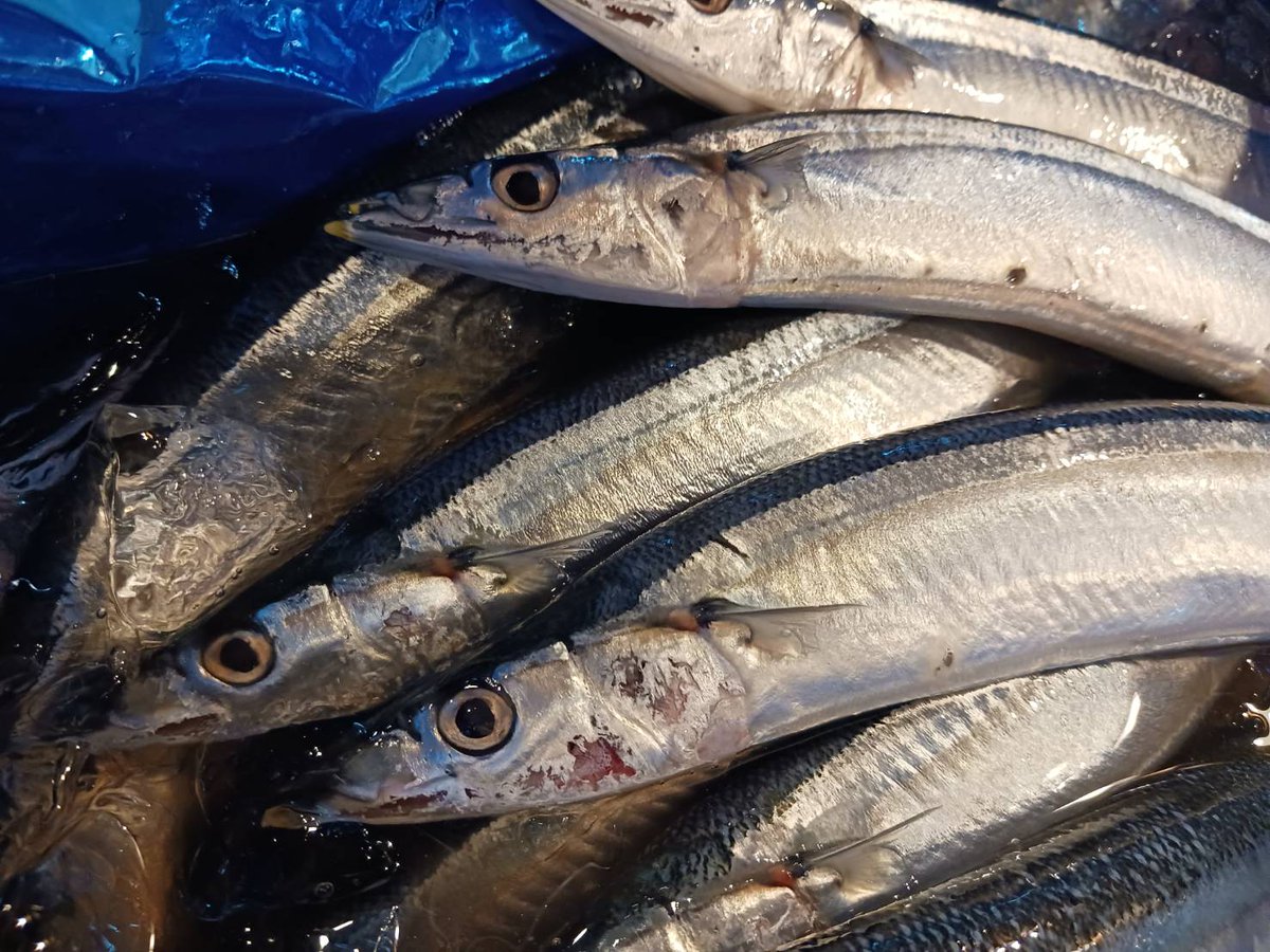 uo7inage's tweet photo. 本日、岩手県大船渡産の
【新サンマ】入荷しました🐟✨

鮮度抜群の新サンマを姿造り、
または備長炭で焼き上げる塩焼きにて
ご提供いたします！

この機会にぜひ、ご賞味ください。
ご来店お待ちしております😊

#魚七鮮魚店
#稲毛
#稲毛グルメ
#居酒屋
#居酒屋グルメ
#鮮魚居酒屋
#新サンマ
#大船渡 https://t.co/s3cimMJhMy