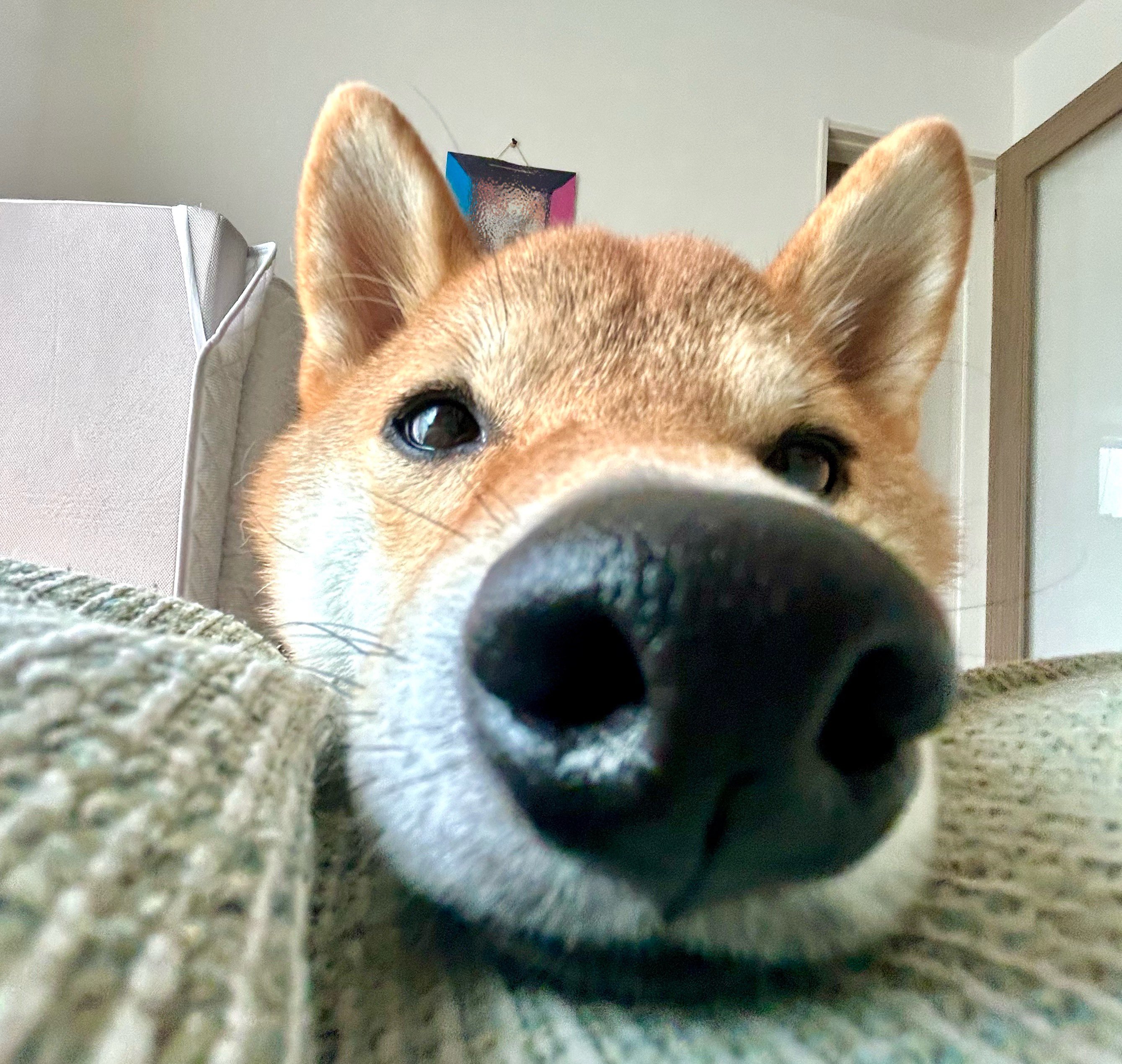 柴犬むぎ 柴犬むぎ (@shiba_inu_mugi) / X