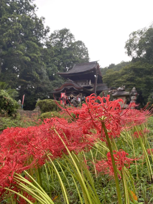 彼岸花のいっぱい咲いてる神社