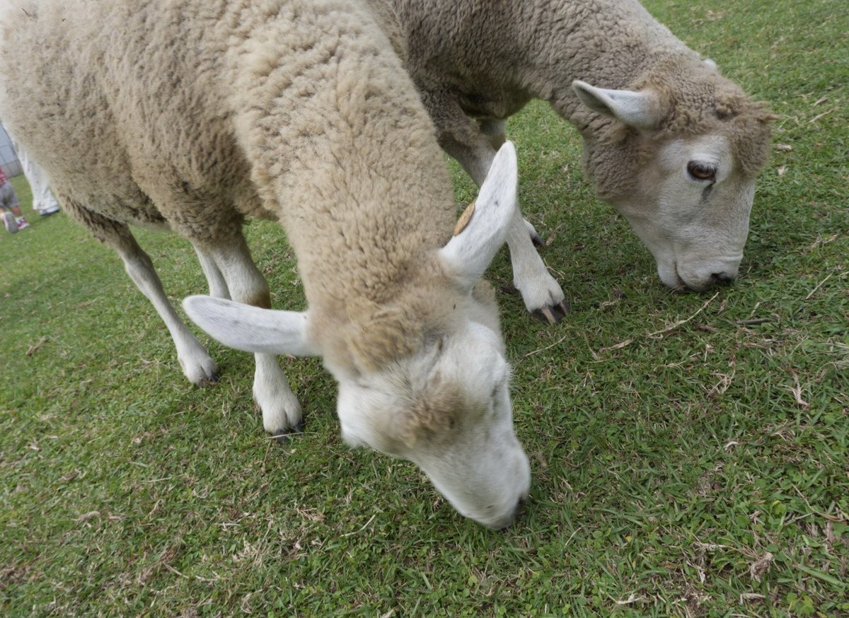 Mina Shirakawa♡白川未奈 tweet media