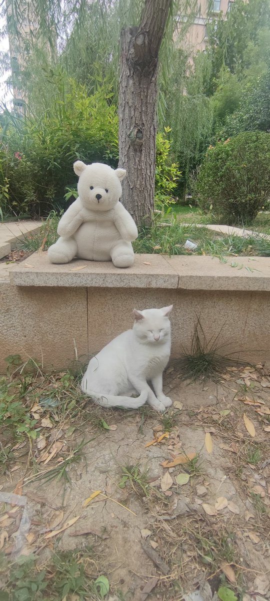 liymo194731's tweet image. Pooka and Mimy
#EeveelutionSquad #Thebeionneartis #Pooka #Espeon‌