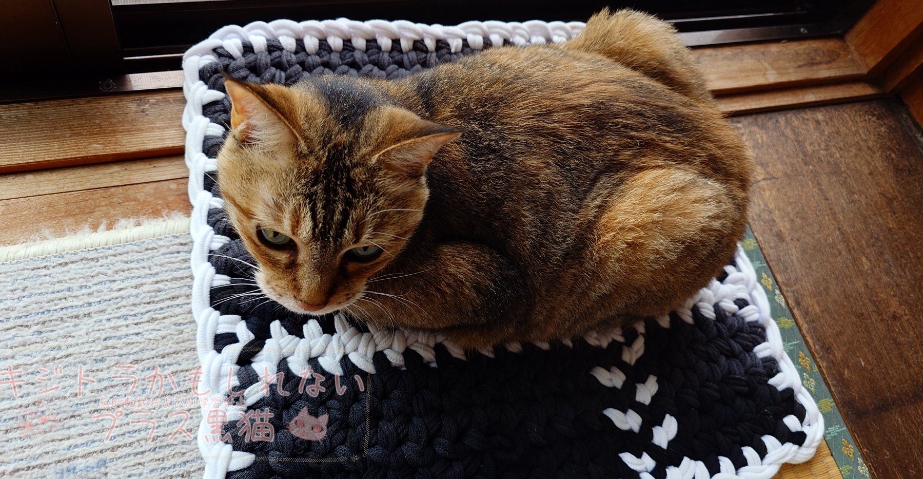 キジトラ猫　ねこ　ネコ　CAT 第2129回》次男キジトラ猫のルーツを妄想 - YouTube