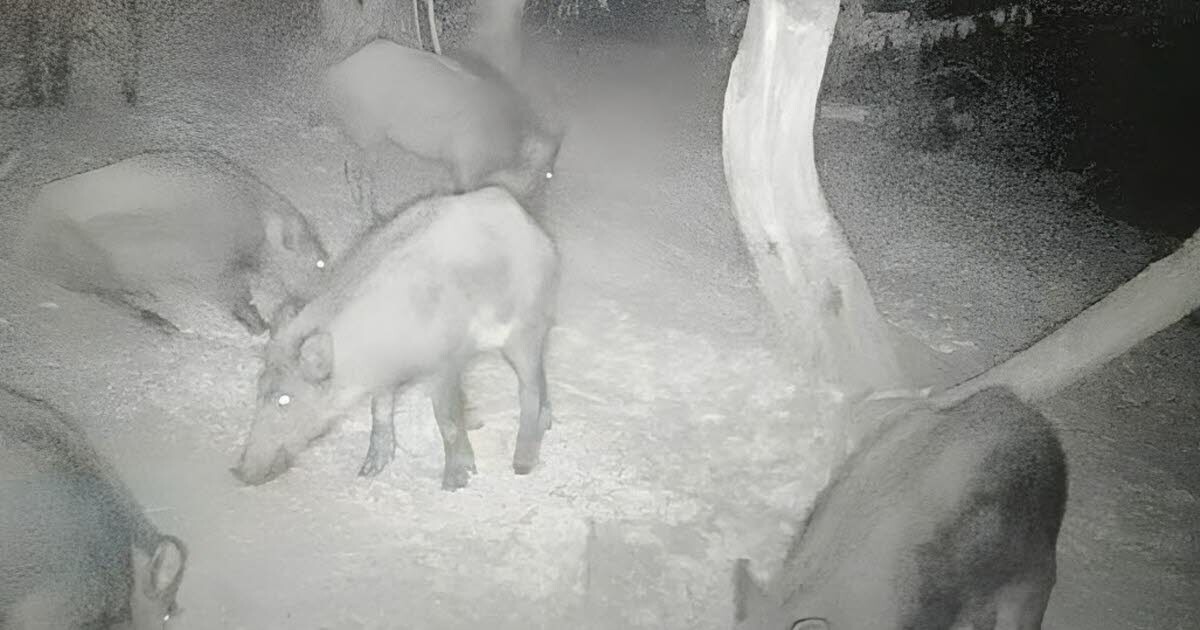 leprogreslyon's tweet image. 🔴 Les #chasseurs repèrent des #sangliers sur un terrain mais le propriétaire, qui est aussi adjoint au maire, leur en refuse l'accès.
➡️ l.leprogres.fr/24l