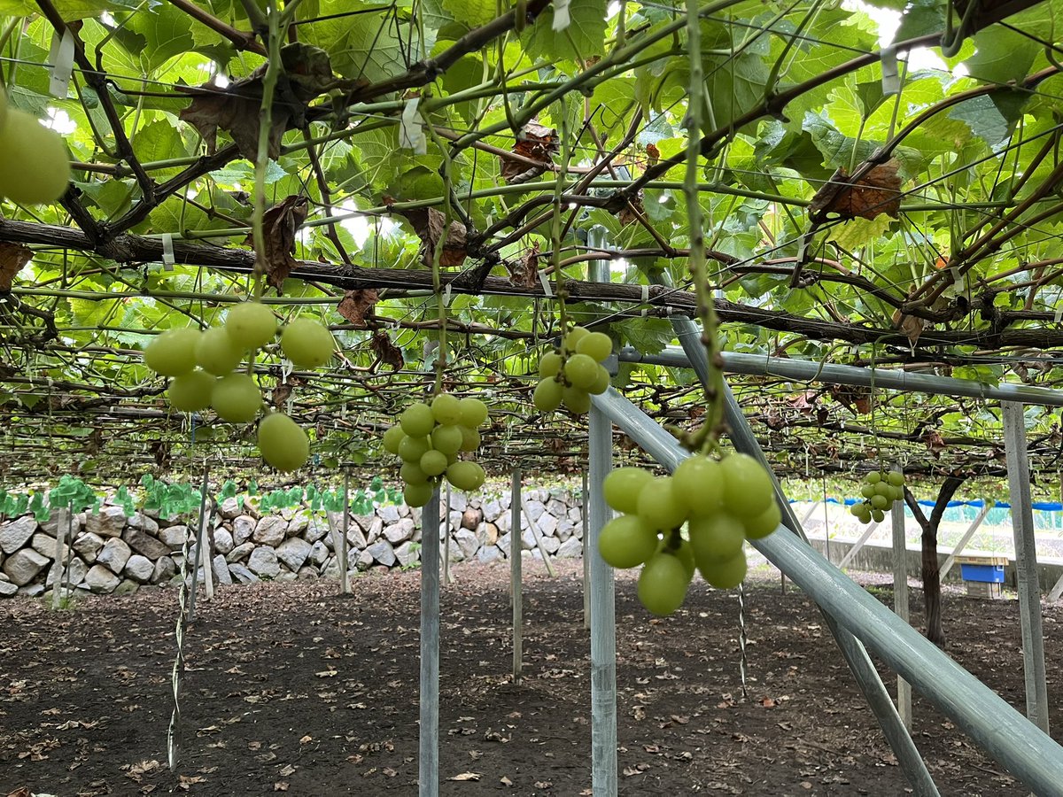 社員旅行でシャインマスカット食べすぎた