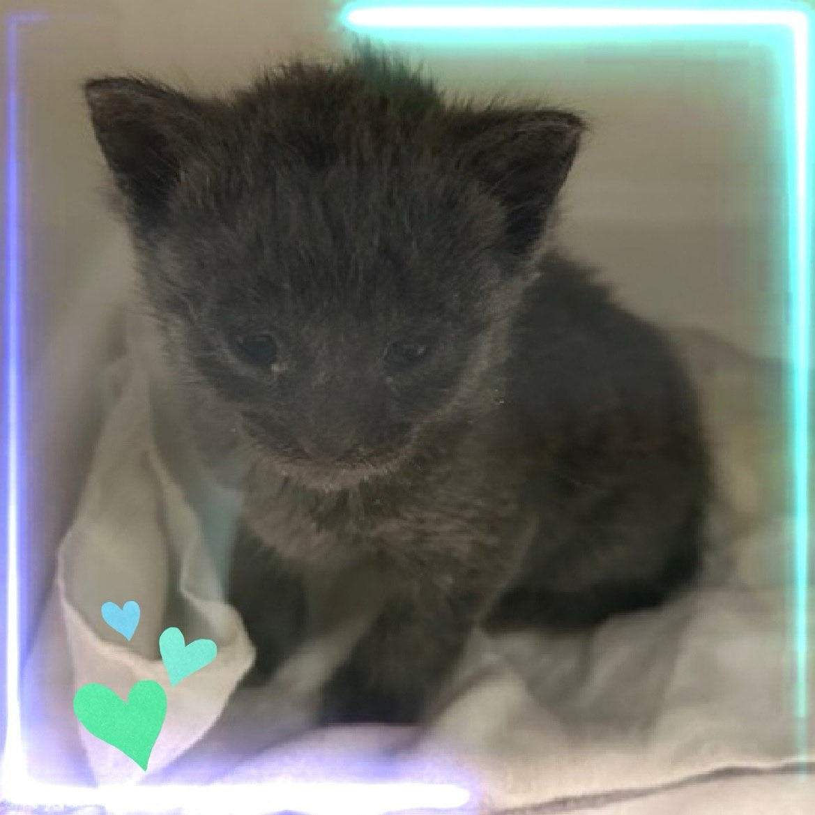 Kimberlykokourt's tweet image. BOW NEEDS A PLACEMENT BY SATURDAY OCTOBER 4, 2025 BY 12PM &amp;amp; MUST BE PULLED BY A NEW HOPE PARTNER RESCUE: Hello, my name is Bow. #bow: My animal id is #ID236798. I am a male gray #kitten at the #QueensACC. Age: 5 Weeks! #CatsOfX #NYCACC Ringworm! URI/Conjunctivitis! #Donate RT