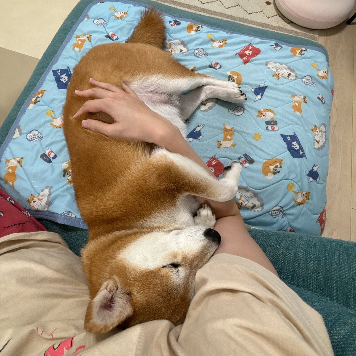 KoMacHi_1809's tweet photo. 可愛い、愛おしい。
2号の腕をホールドしてます。

#柴犬が好きすぎるで使っていいよ 
#豆柴小町 #豆柴のいる暮らし https://t.co/vVPqANSfBN
