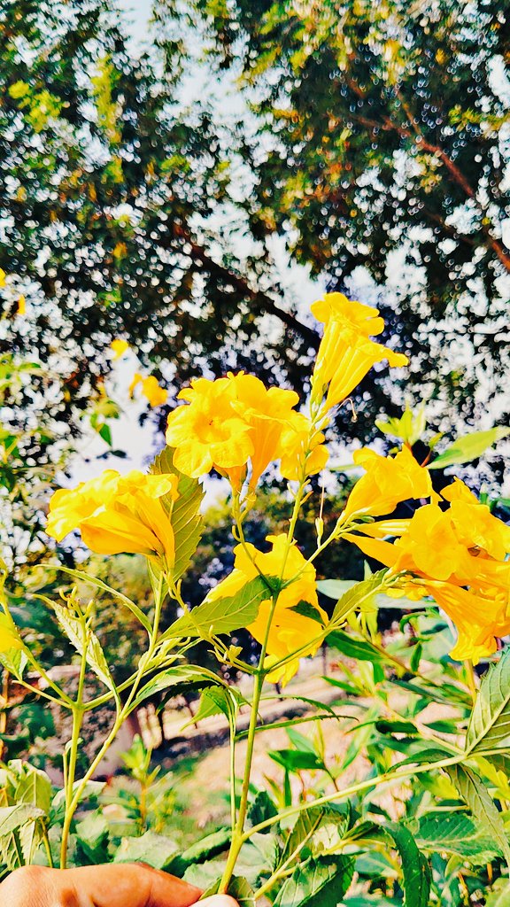 ay phool mry phool ko ya phool dy deNa

kehNa ky try phool ny ya phool diya hY

#acha_sorry #yellow #flowers