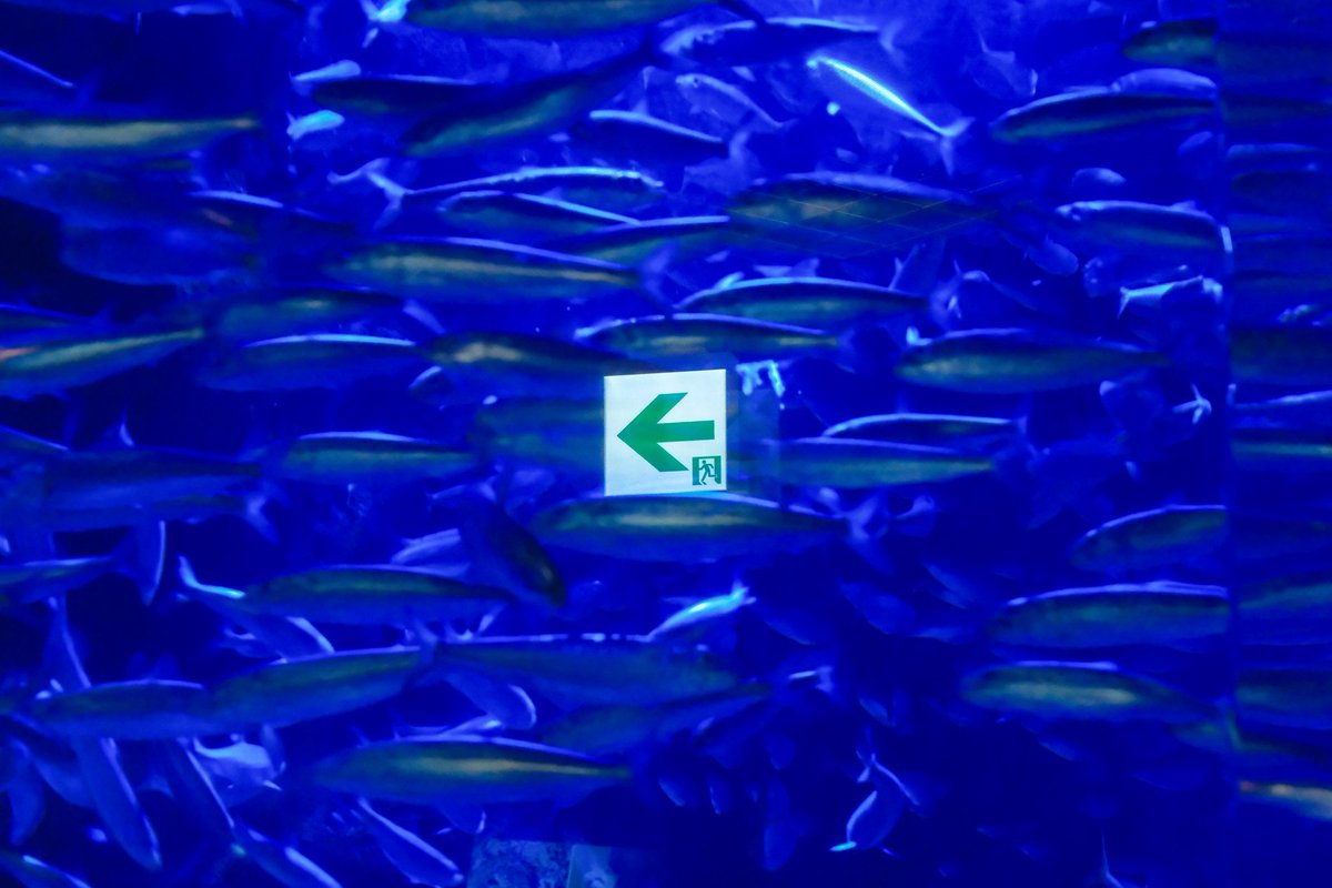 ヌ一べル (@obladi__blada) on Twitter photo 