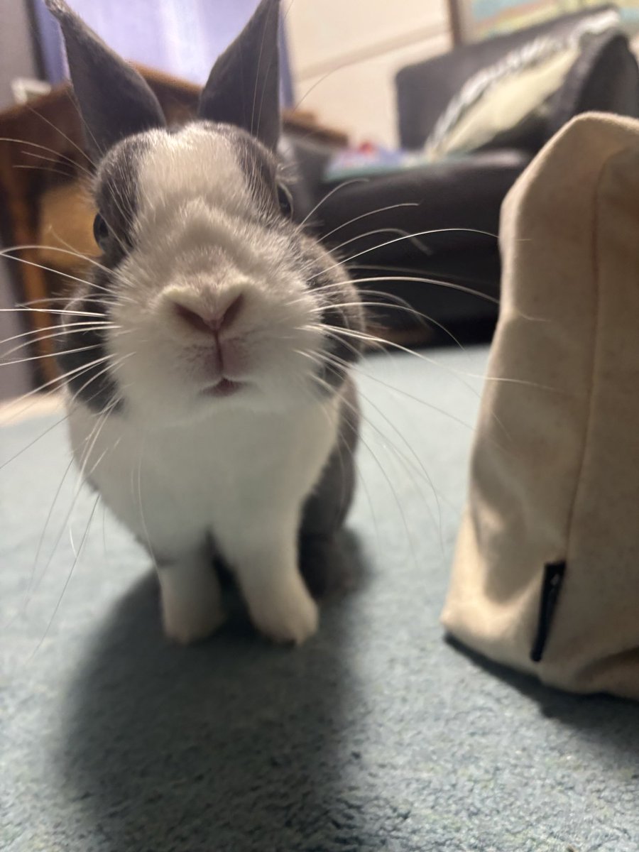 bonbon_724's tweet photo. お久しぶりです🐰
ぼんは変わらず元気です🌱
換毛で眉毛できたよ https://t.co/dP959nUP8P