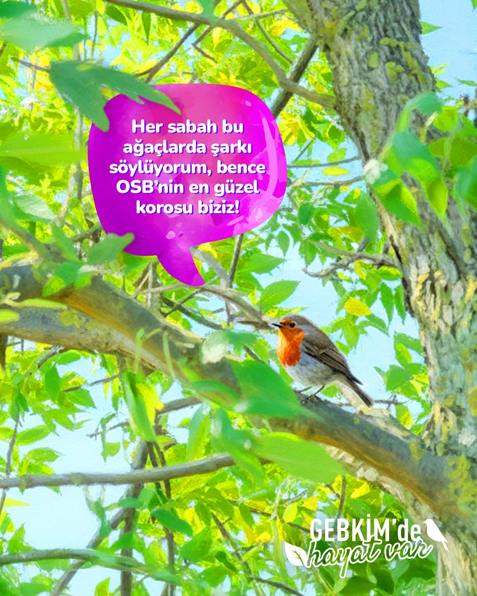 GEBKİM OSB olarak kurduğumuz örnek ekosistem içinde yalnızca sanayiyi değil, doğayı ve tüm canlı yaşamını koruyoruz. Köpeklerden kuşlara, arılardan kaplumbağalara kadar her canlının doğal yaşam alanlarını gözetiyor, biyoçeşitliliğe katkı sağlıyoruz.

#gebkim #4ekim