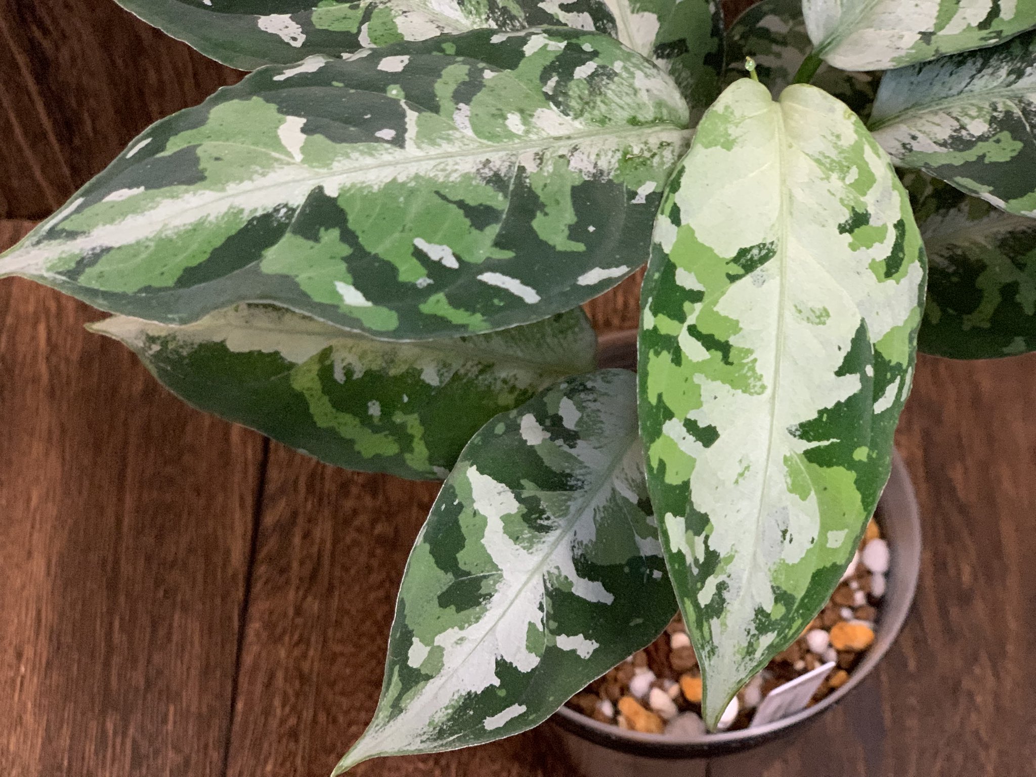 FourLeaf on X: 