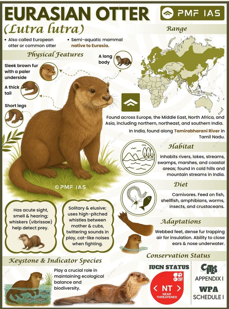 RoseAngel911275's tweet photo. #Eurasian #otter https://t.co/qO2W9XXaNV
