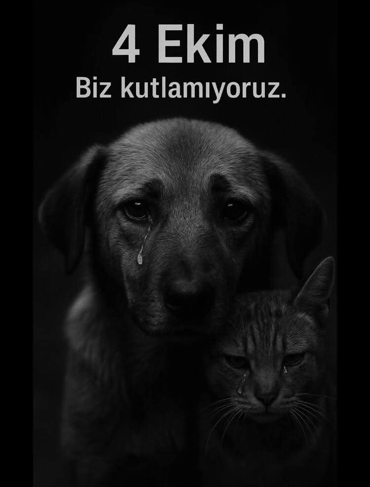 Ülke koca bir hayvan mezarlığına dönüştürüldü kutlayacak bir şey yok hayvanların yaşamını bizlerin de ömründen ömür aldılar.

#4EkimiKutlamıyoruz
#SokakHayvanlarıSahipsizDeğil