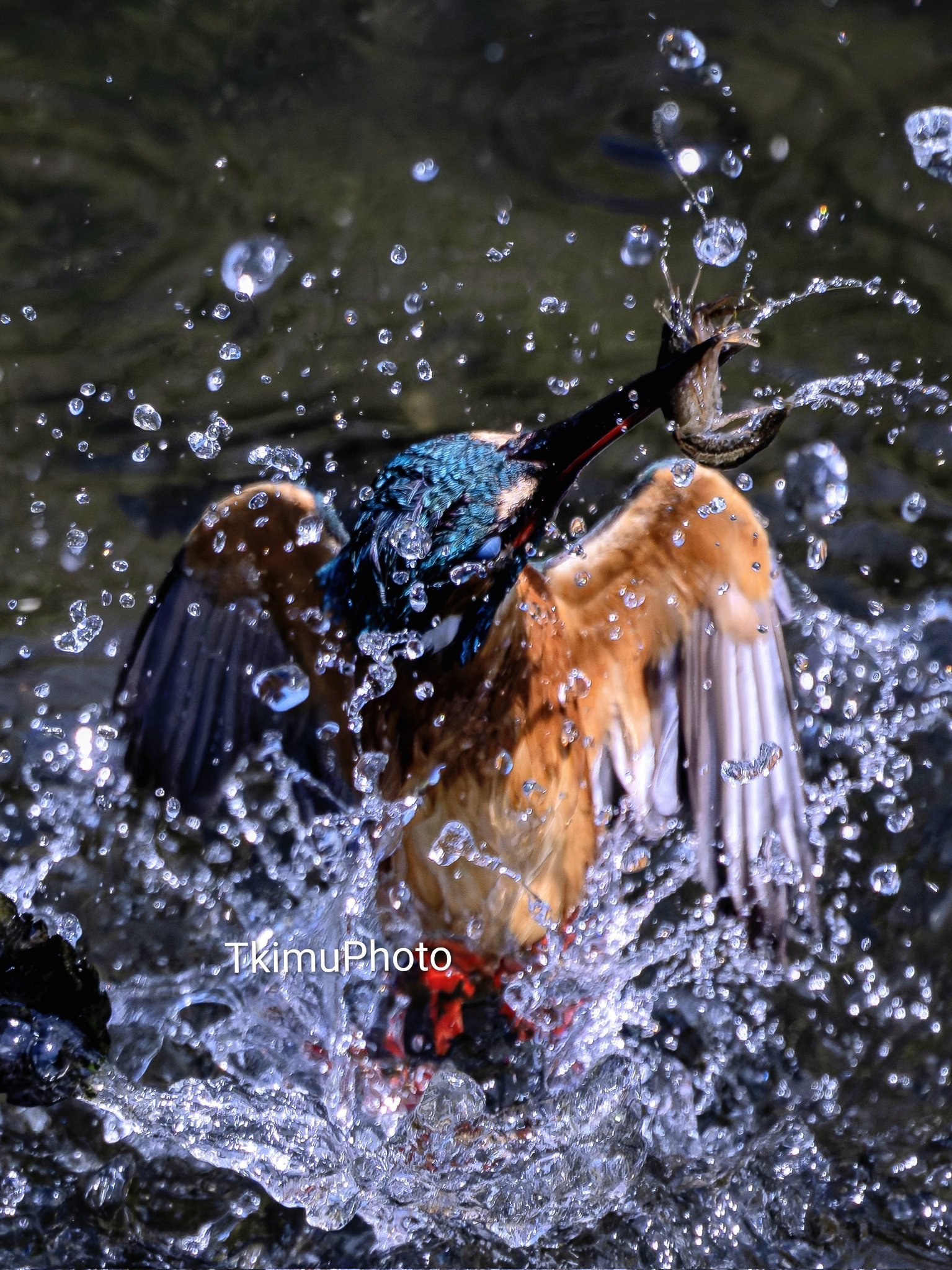 TkimuPhoto on X: 