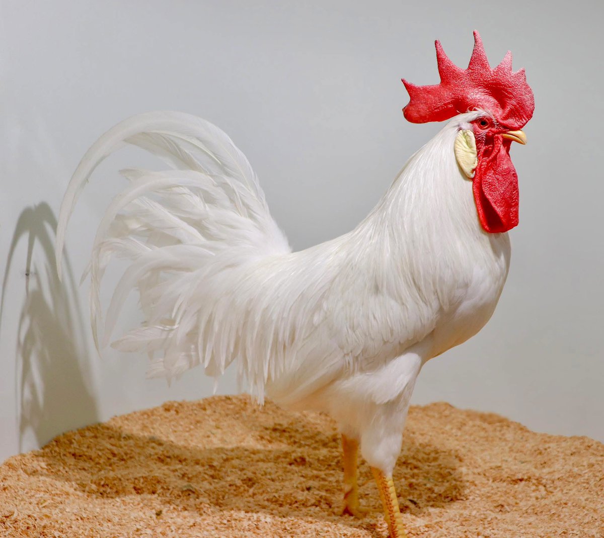 レグホーン\, image size:1200x1070