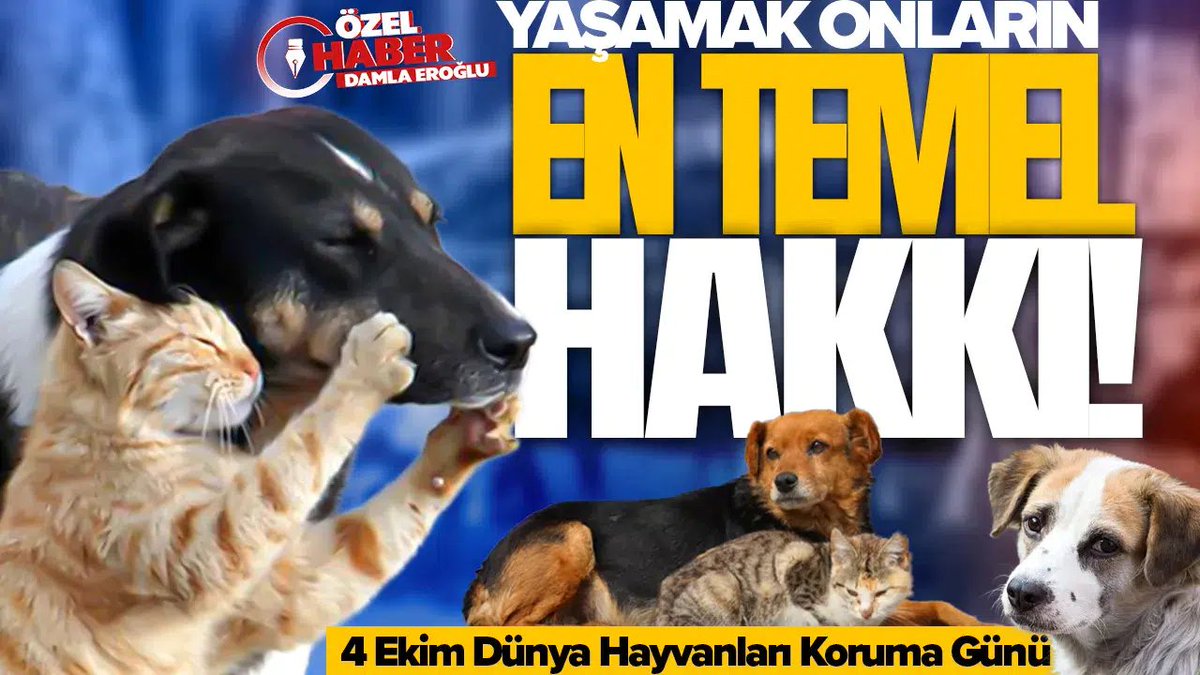 4 Ekim Dünya Hayvanları Koruma Günü: Yaşamak onların en temel hakkı!
4 Ekim Dünya Hayvanları Koruma Günü, hayvanların yaşam hakkına dikkat çekmek ve onların daha iyi koşullarda yaşamasına katkıda bulunmak amacıyla her yıl anılıyor. Hayvan Hakları Türkiye Platformu ise 4 Ekim’in