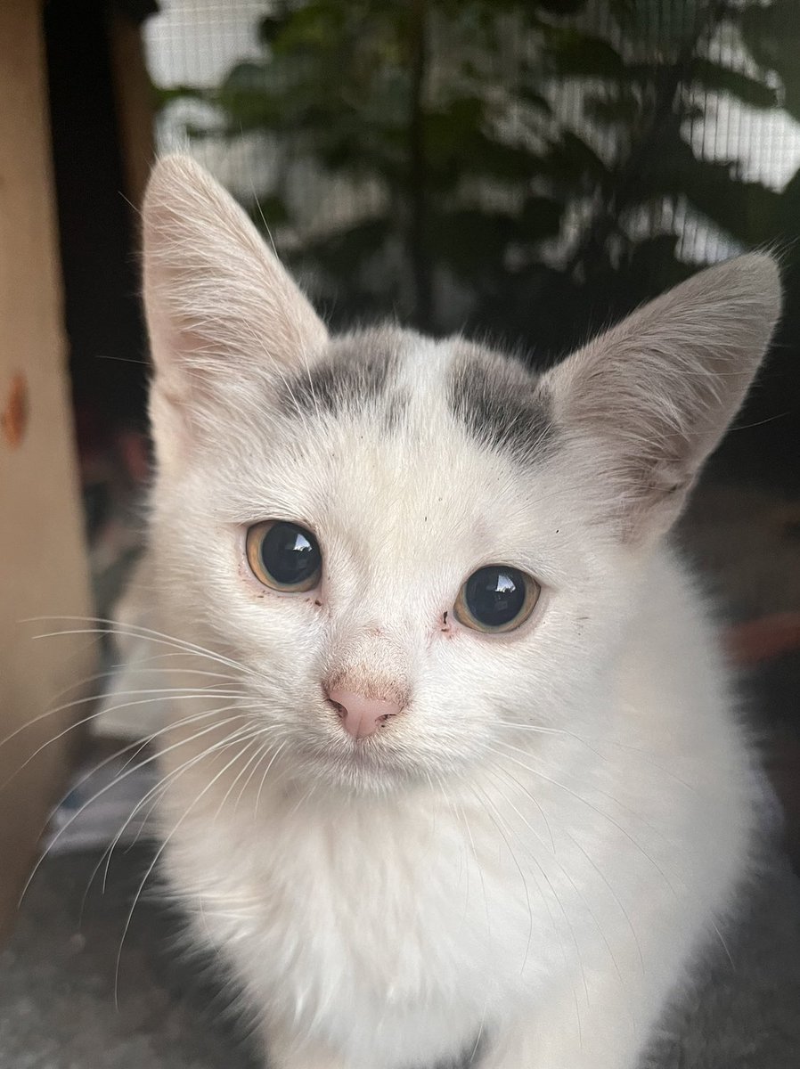 Saçlarını iki kulak toplamış ve yuvasını bekliyor şeker tanesi 🍬