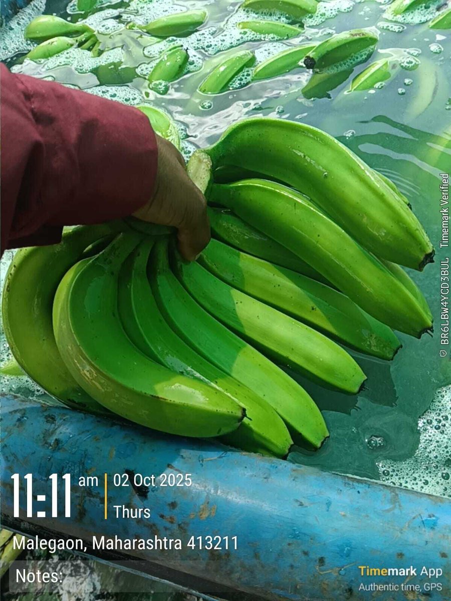 NaskarExims's tweet photo. Banana harvesting
Iran 13.5 kg box 
We are leading exporter and supplier of Cavendish Banana G9 if anyone requirement of Cavendish Banana G9 for export and import purpose contact me WhatsApp number+919073331256

13kg, 13.5kg, 14 kg and 7 kg box packing available. https://t.co/mmHdAuj3iT