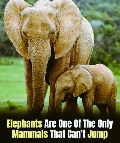 CricketSree's tweet image. Did you know elephants are the only mammal that cannot jump?

#wildlife #elephant