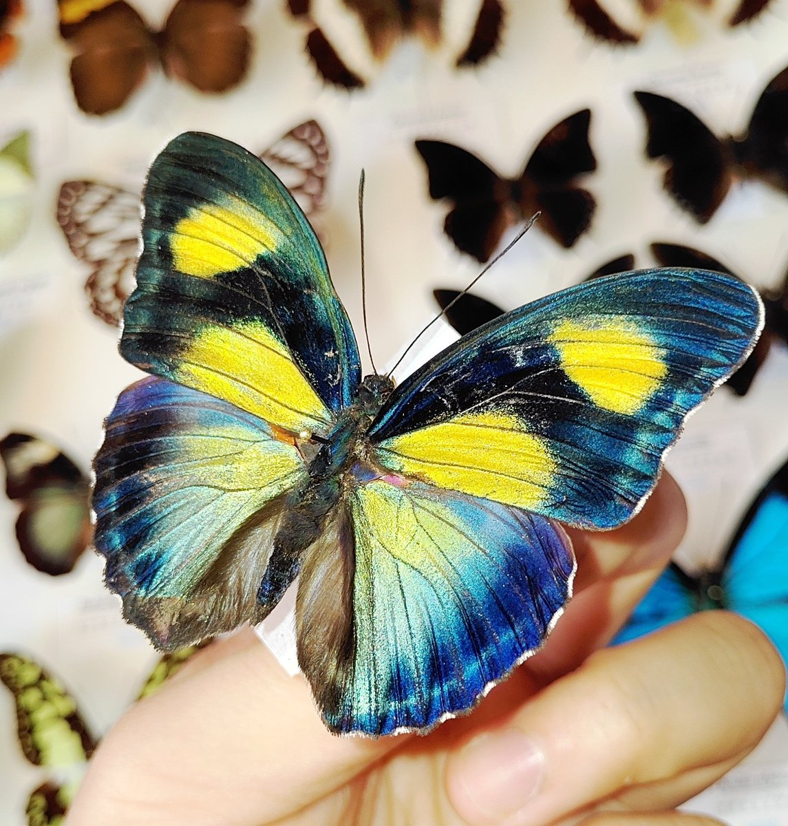 標本屋のぶんぶん (@poly_specimen) / Posts / X