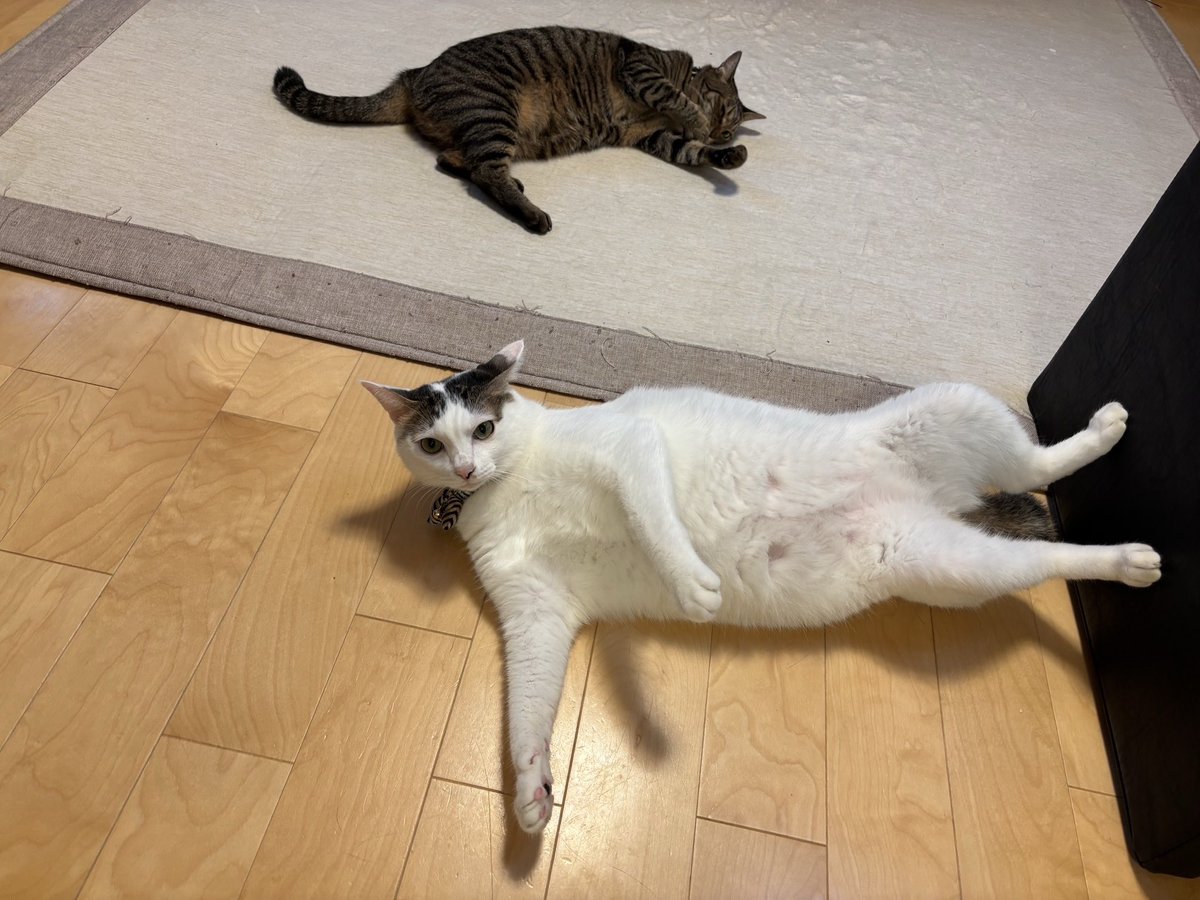 68kyo115's tweet photo. ←ママンの前(リビングで腹見せ)
　　　　　　　→わいの時(タンスの上)
この差はなんですか！？💁‍♂️🤷‍♂️🤷‍♂️🤷‍♂️🤷‍♂️ https://t.co/b39wvjJrZw