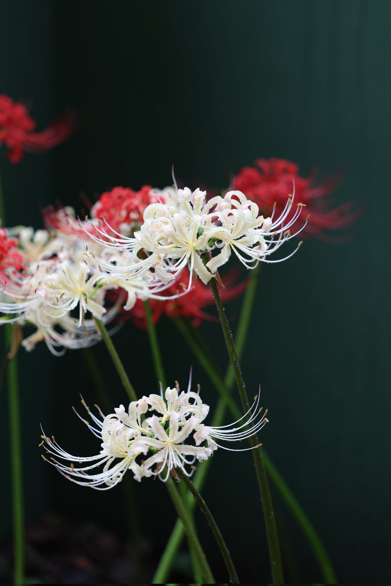 花の顔とこんにちは (たのしい自然発見シリ-ズ) 突然ですが彼岸花をスケッチします - YouTube