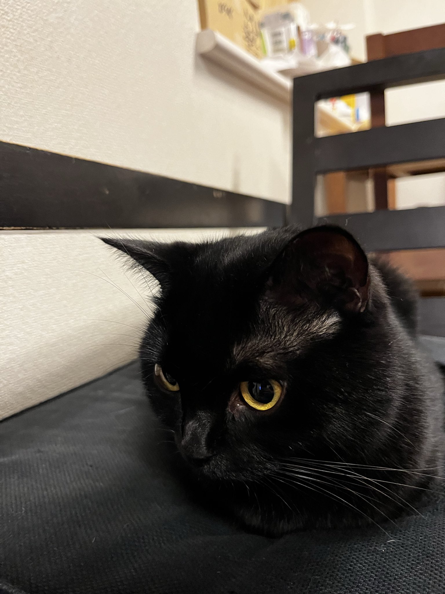 黒猫様 御専用 黒猫様専用 黒猫様 御専用 黒猫さま専用 - shi-ko