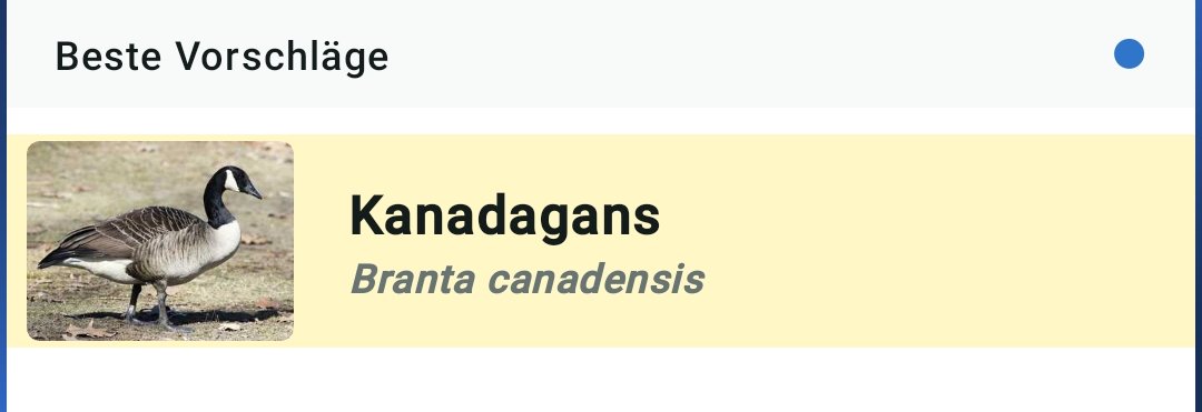 Interesting birds in the park here... #MerlinApp #Cavpack #Merliners