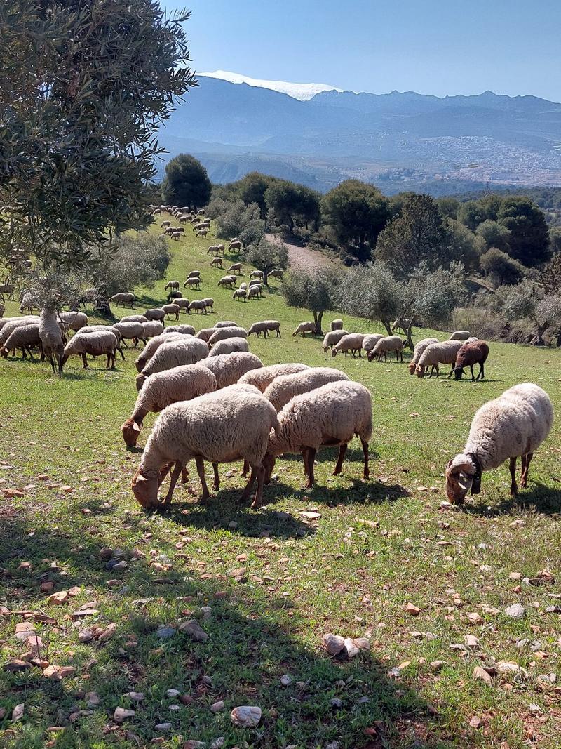El pastoreo en la #DehesaBoyal contribuiría la salud del suelo a la prevención de incendios al mantener la cubierta vegetal y el matorral bajo. Además, facilitan la dispersión de semillas y la fertilización del terreno, mejorando los pastos y biodiversidad de la #dehesa <a href="/Ethic_/">Ethic</a>