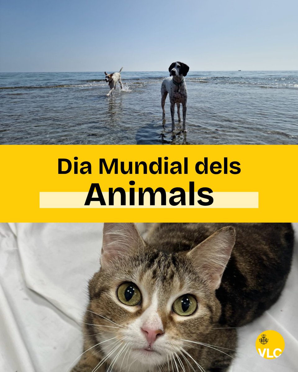 AjuntamentVLC's tweet photo. 🐶Hui és el #DiaMundialDelsAnimals🐱 i a #València ho celebrem amb un mes ple d'activitats⤵️
🗓️Este matí tenim festa als #JardinsDeVivers: marxa a peu, gimcana, concert per a mascotes i photocall📸,10 a 13h⏰
🗓️Del 7 al 28/10|Xarrades de @UCV_svm
🗓️18/10|Fira animals solidària https://t.co/rQv8GUg5l6