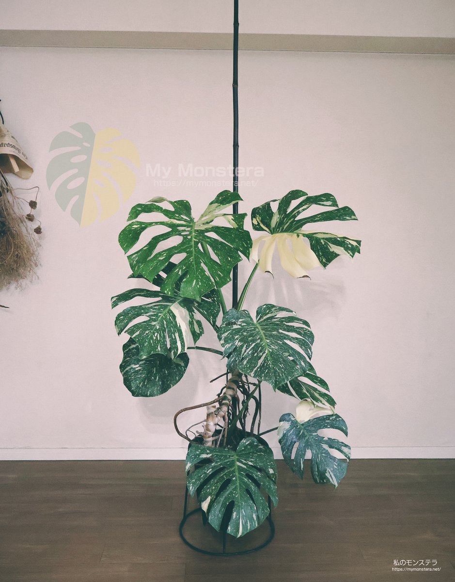 私のモンステラ (@mymonstera) / X