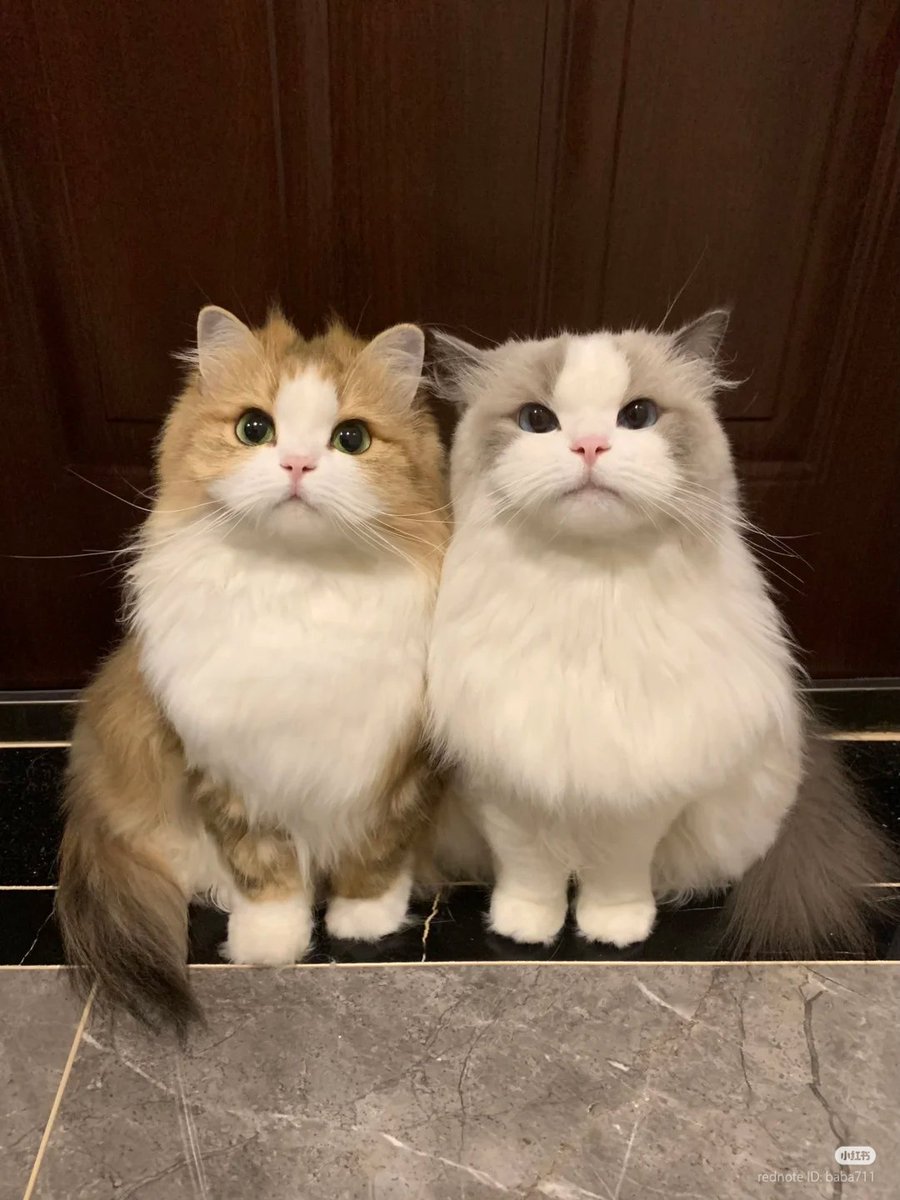 nocontextscats's tweet photo. double cuteness 🥰 https://t.co/55gsySEf5q