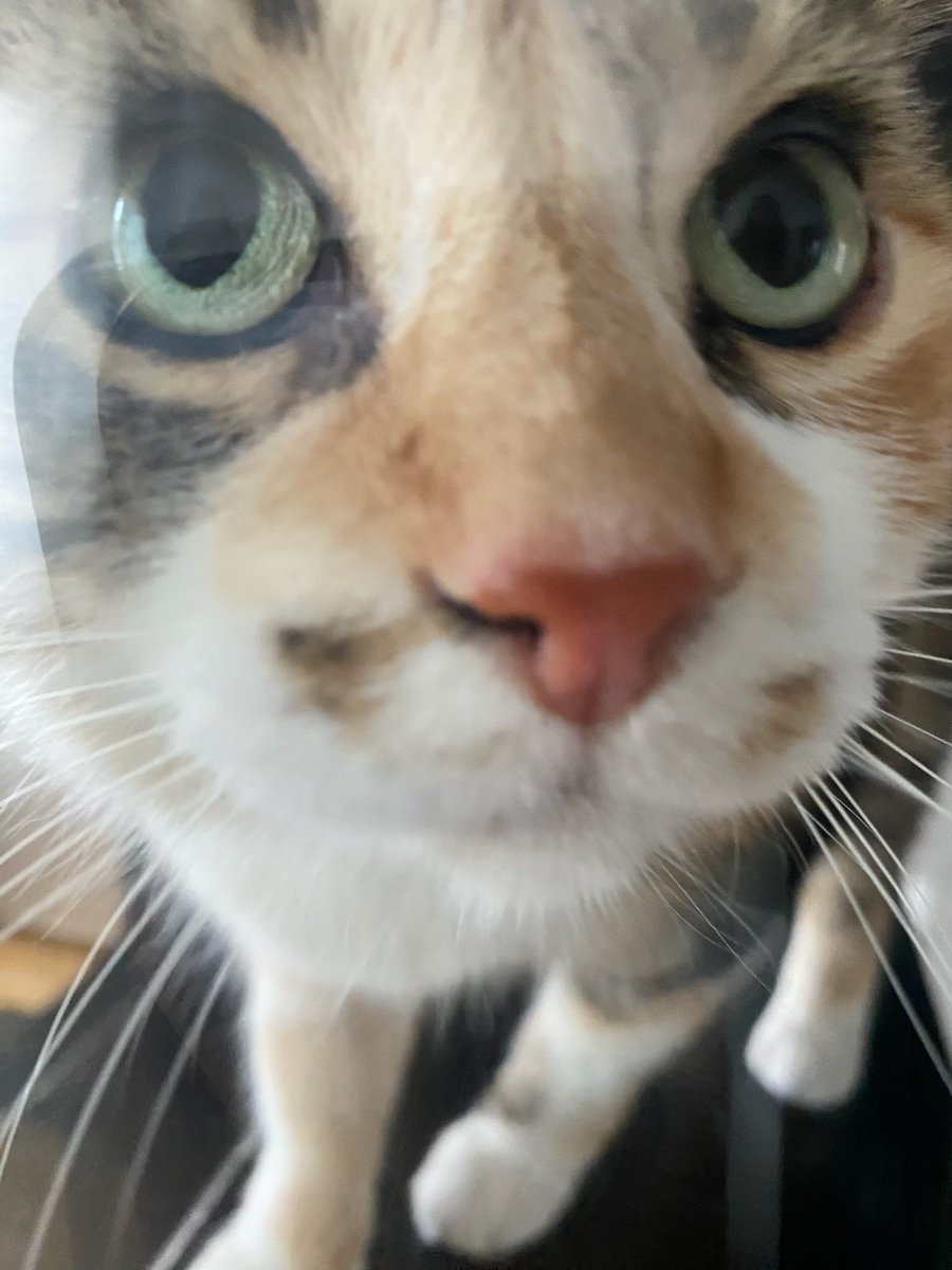 yeah waterloo n startups are sick or whatever but i really just miss my cat💔