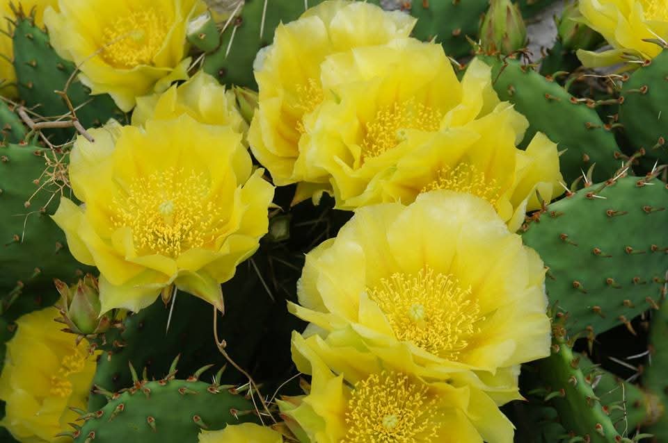 収穫完了！
オプンチア　フミフサ　這団扇　北海道移入タイプ

暑さ寒さ、長雨にも無敵なウチワだよ

良品 1500円
B品　600円
C品　300円

気になる人はdmかコメントくださいね