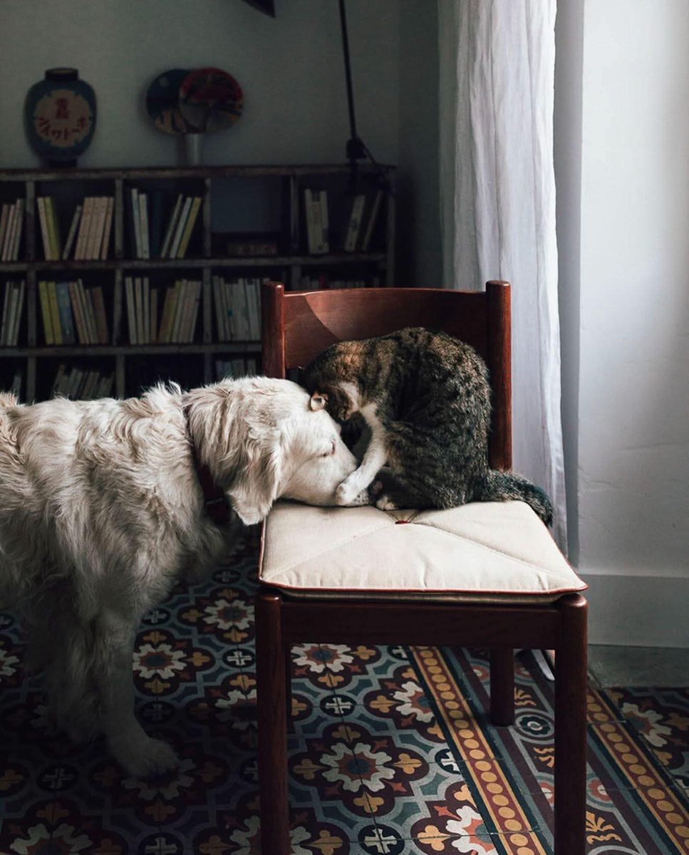 🤍
#Παγκοσμια_Ημερα_Ζωων