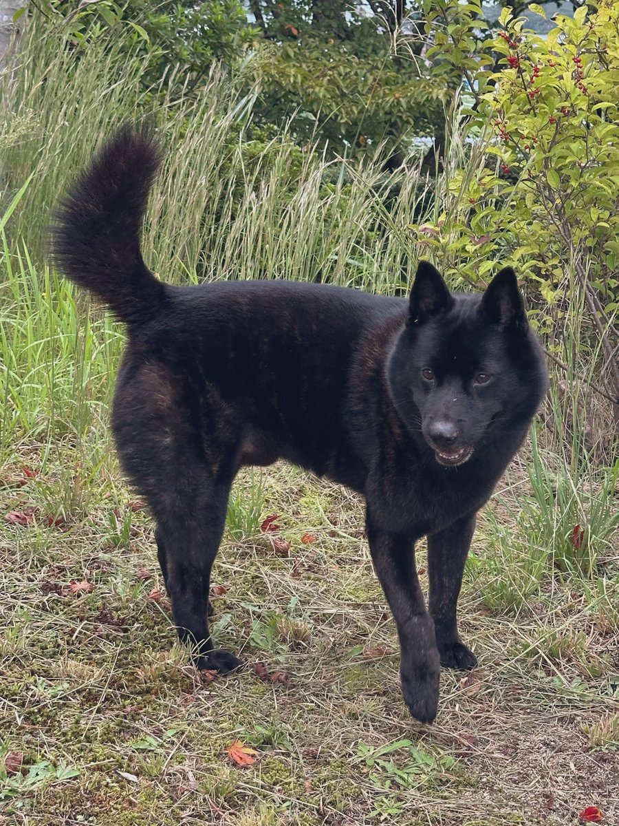 庭の草刈りを途中まで。
出来栄えをお庭番が確認して回ります。