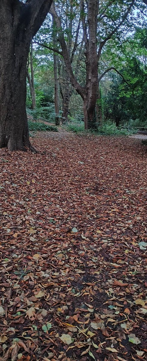 Jesmond Dene parkrun tweet media