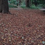 Photo by Jesmond Dene parkrun (@JDparkrun)