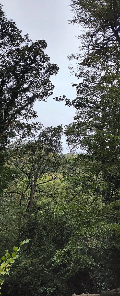 Jesmond Dene parkrun tweet media