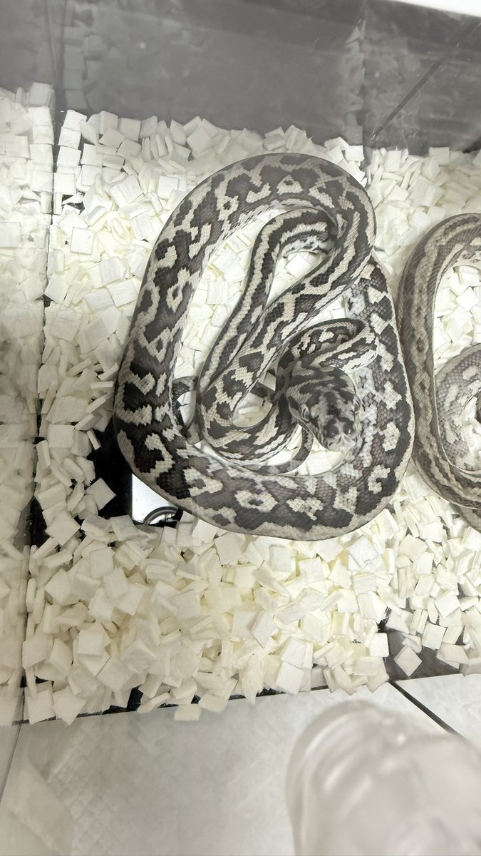 tnpythons's tweet image. いよいよ明日とんぶり市👏
SNSに載せていなかった個体もたくさん連れて行きます。
3F101ブースでお待ちしております！
よろしくお願いいたします✨
#カーペットパイソン
#burikura