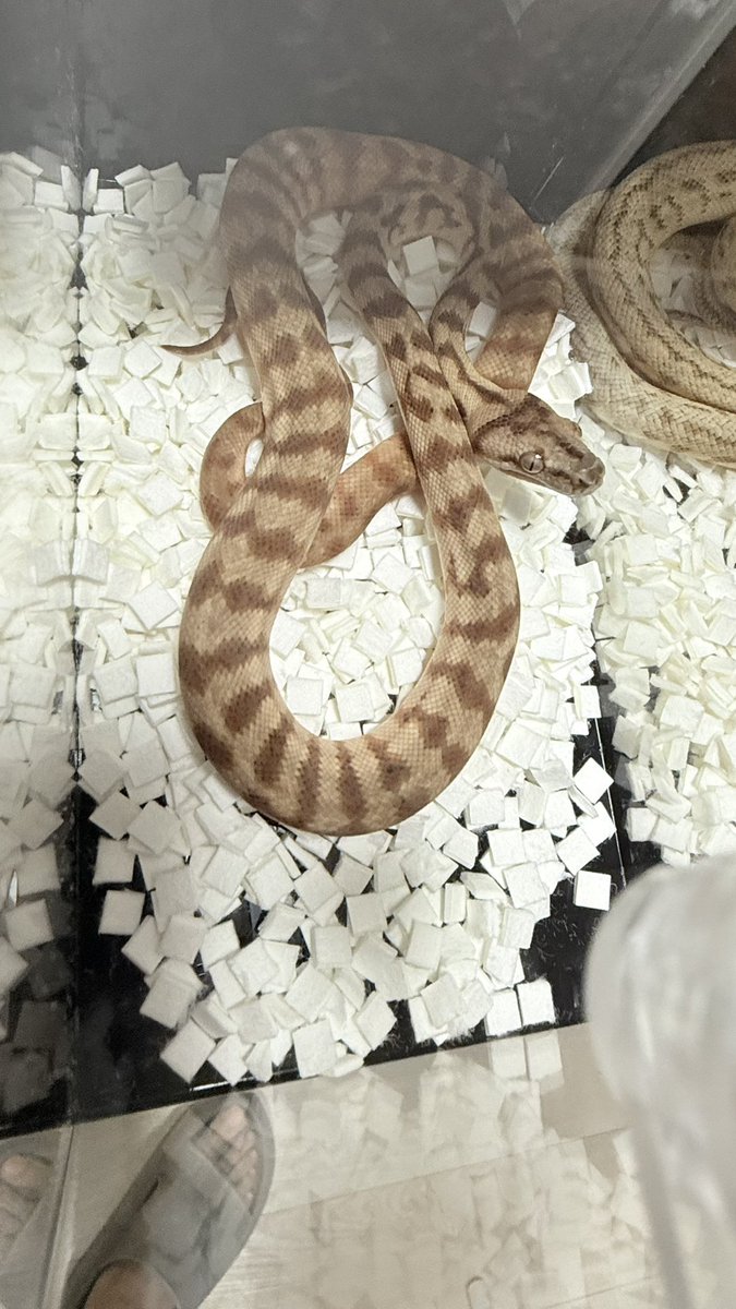 tnpythons's tweet image. いよいよ明日とんぶり市👏
SNSに載せていなかった個体もたくさん連れて行きます。
3F101ブースでお待ちしております！
よろしくお願いいたします✨
#カーペットパイソン
#burikura