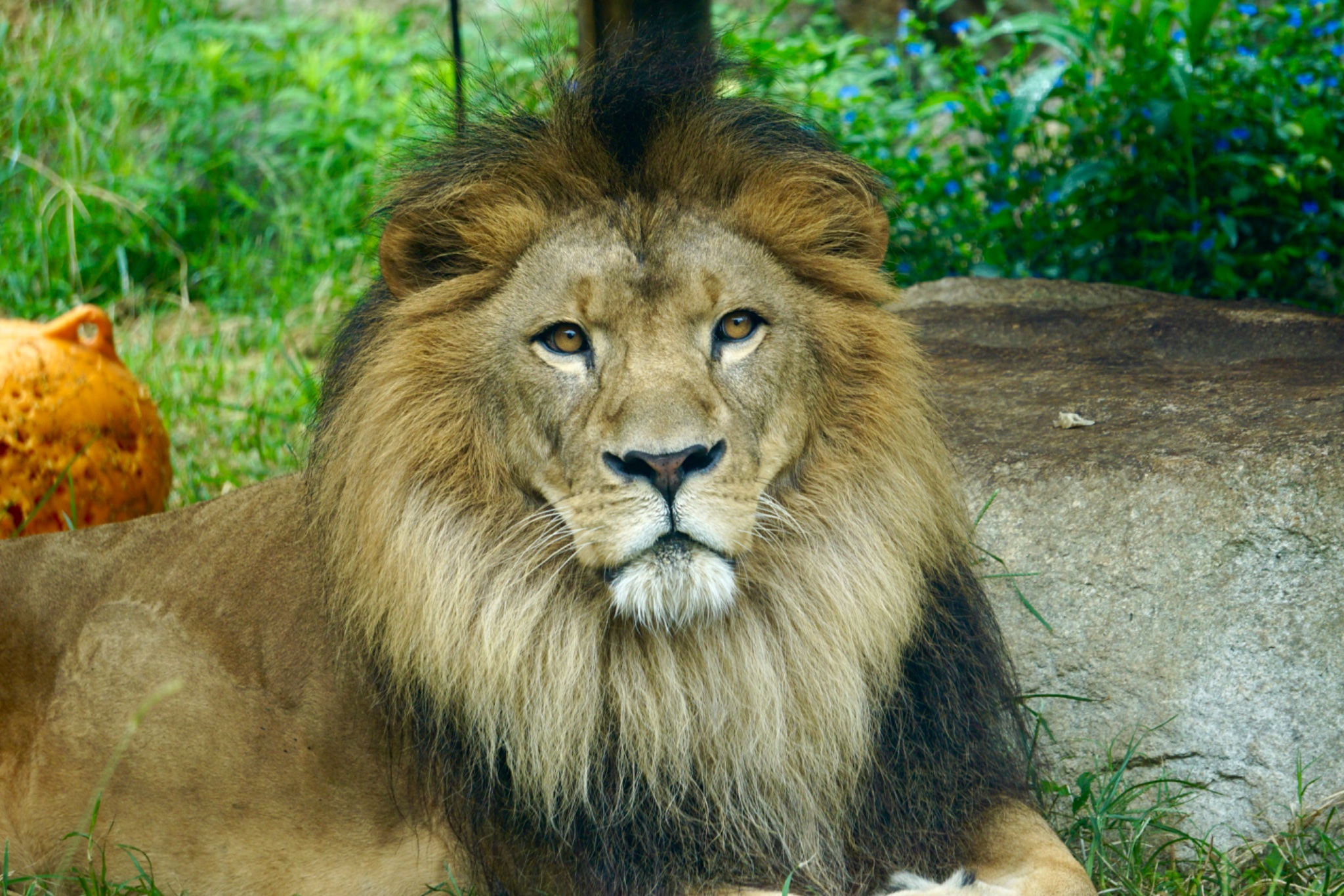 しばライオン チワワン on X: 