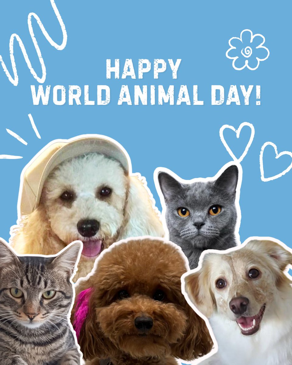 Testinium tweet media