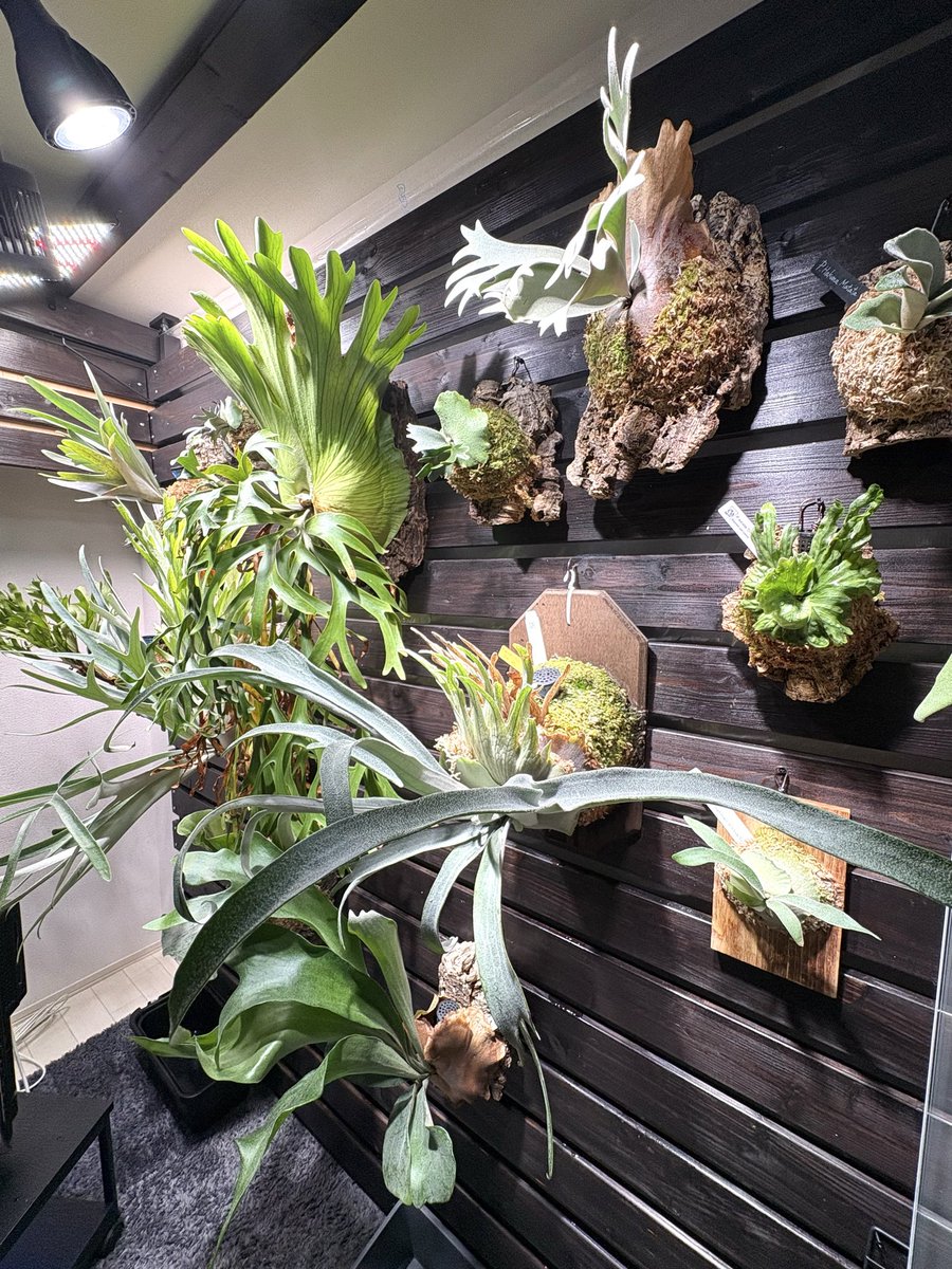 2hr_plantsworks's tweet image. 休日のアキラリウムです😌
今日はビカク熱発揮して板付け作業中！
ＡＡＡＡＡランクのいい水苔なんだってー！

アキラリウムはビカクシダもやってるよ！✊🏻
アパートの壁、すごいことになってる！😳

(byこっちゃん)