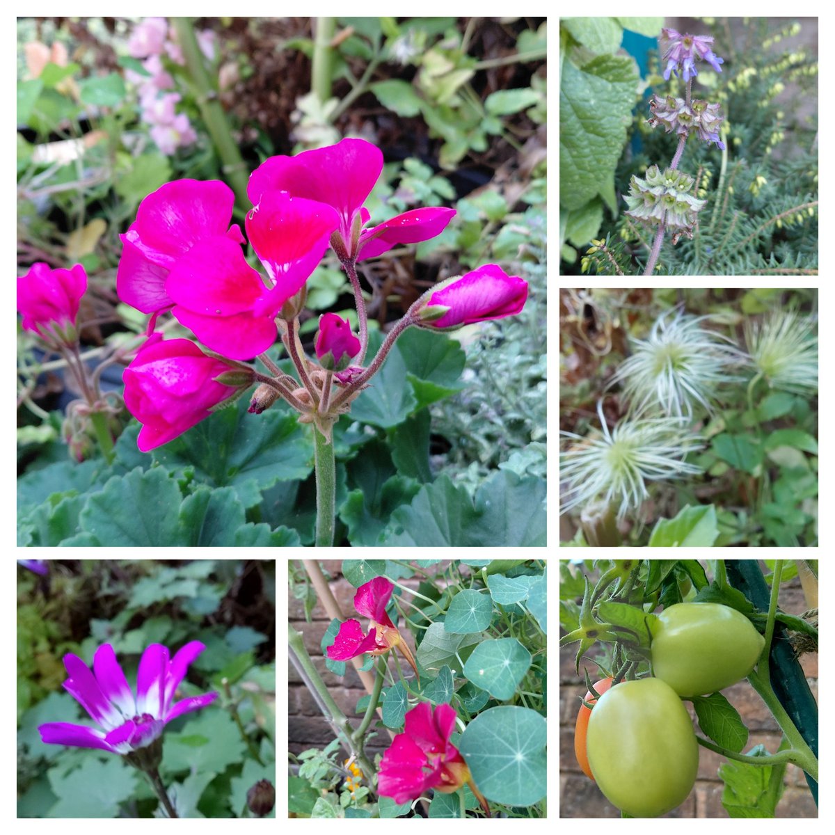 Good morning on a bright &amp; blustery day 🍃. An undaunted carried on their business, still finding something good amongst the salvia &amp; nasturtium. Hopefully, soon the heather will bloom for more bee attraction 🐝🌿 #SixOnSaturday